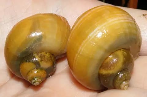 Gizemli salyangoz (elma) (Pomacea diffusa)