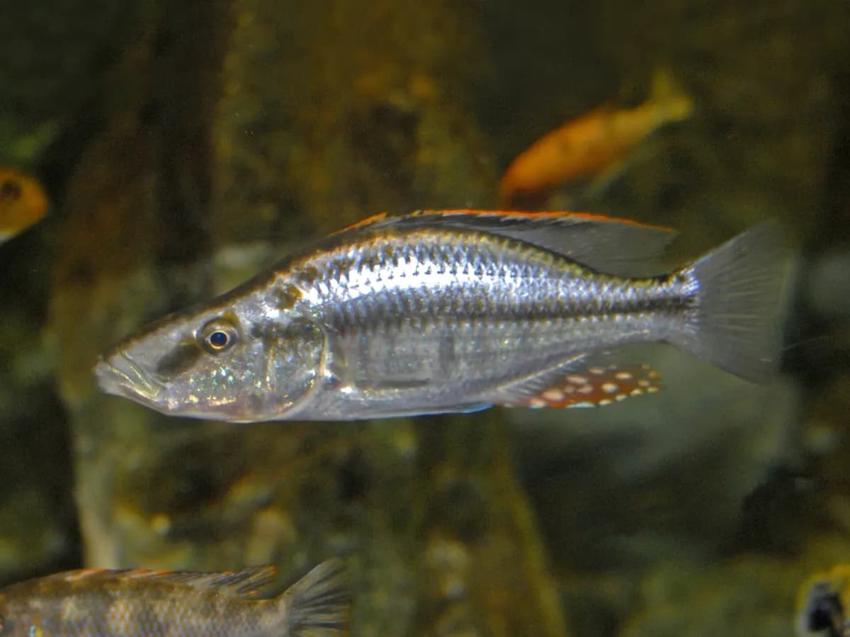 Malawi göz yiyen (Dimidiochromis compressiceps)