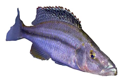 Malawi göz yiyen (Dimidiochromis compressiceps)
