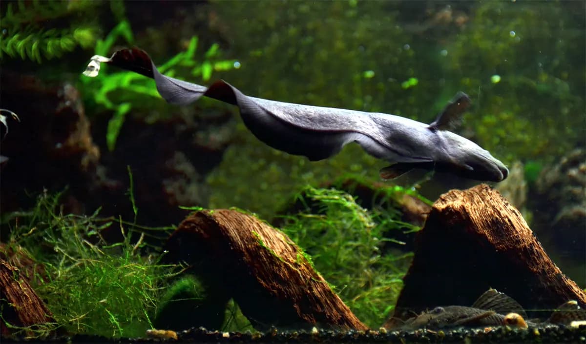 Siyah hayalet bıçak balığı (Apteronotus albifrons)