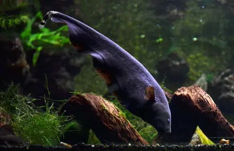 Siyah hayalet bıçak balığı (Apteronotus albifrons)