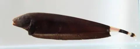 Siyah hayalet bıçak balığı (Apteronotus albifrons)