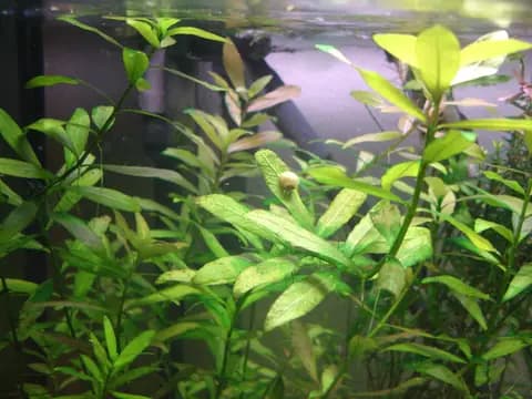 Hygrophila polysperma (Hygrophila polysperma)