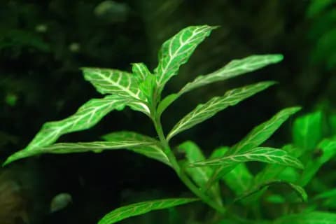 Hygrophila polysperma (Hygrophila polysperma)