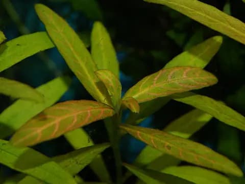 Hygrophila polysperma (Hygrophila polysperma)