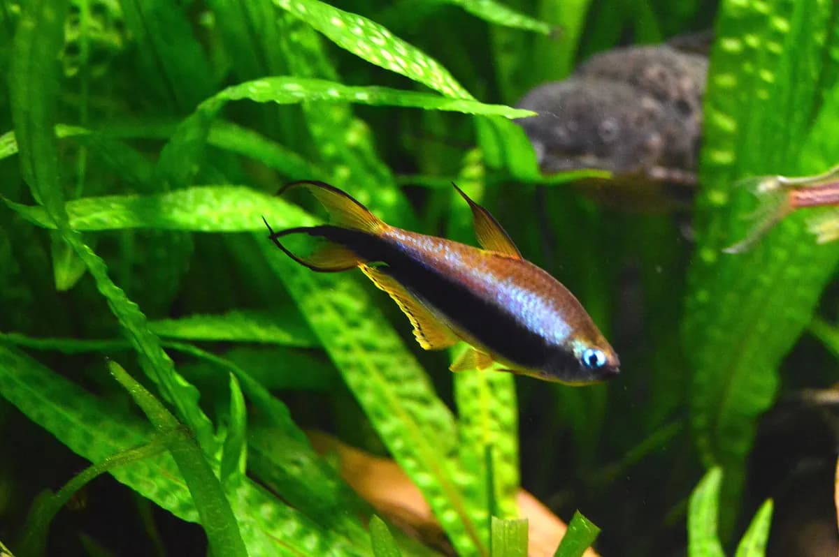İmparator tetra (Nematobrycon palmeri)