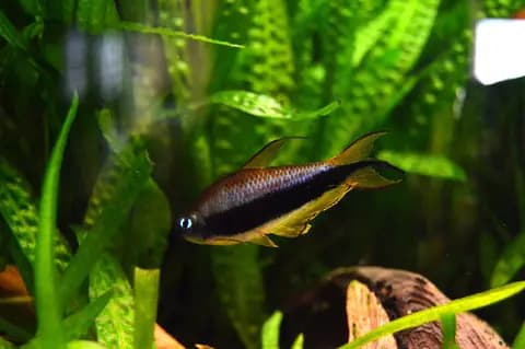 İmparator tetra (Nematobrycon palmeri)