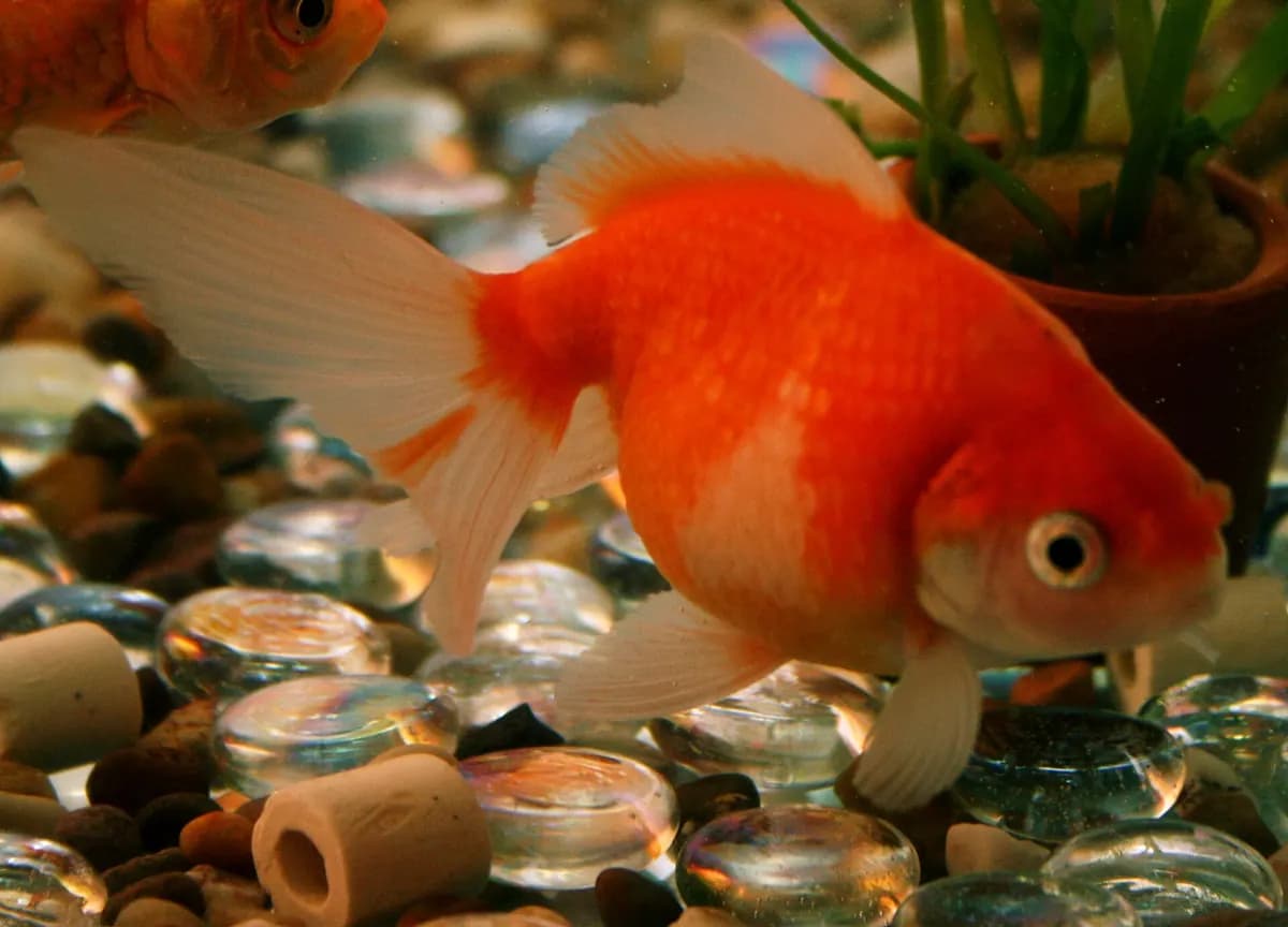 İnci pullu (Carassius auratus)