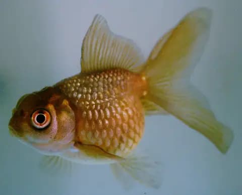 İnci pullu (Carassius auratus)