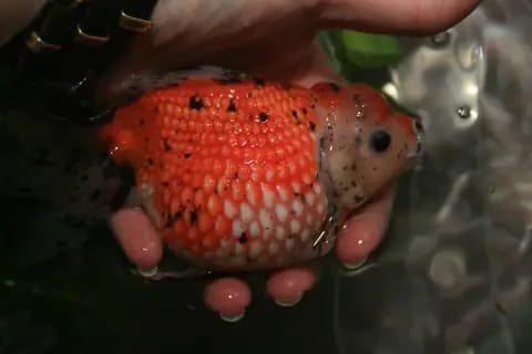 İnci pullu (Carassius auratus)