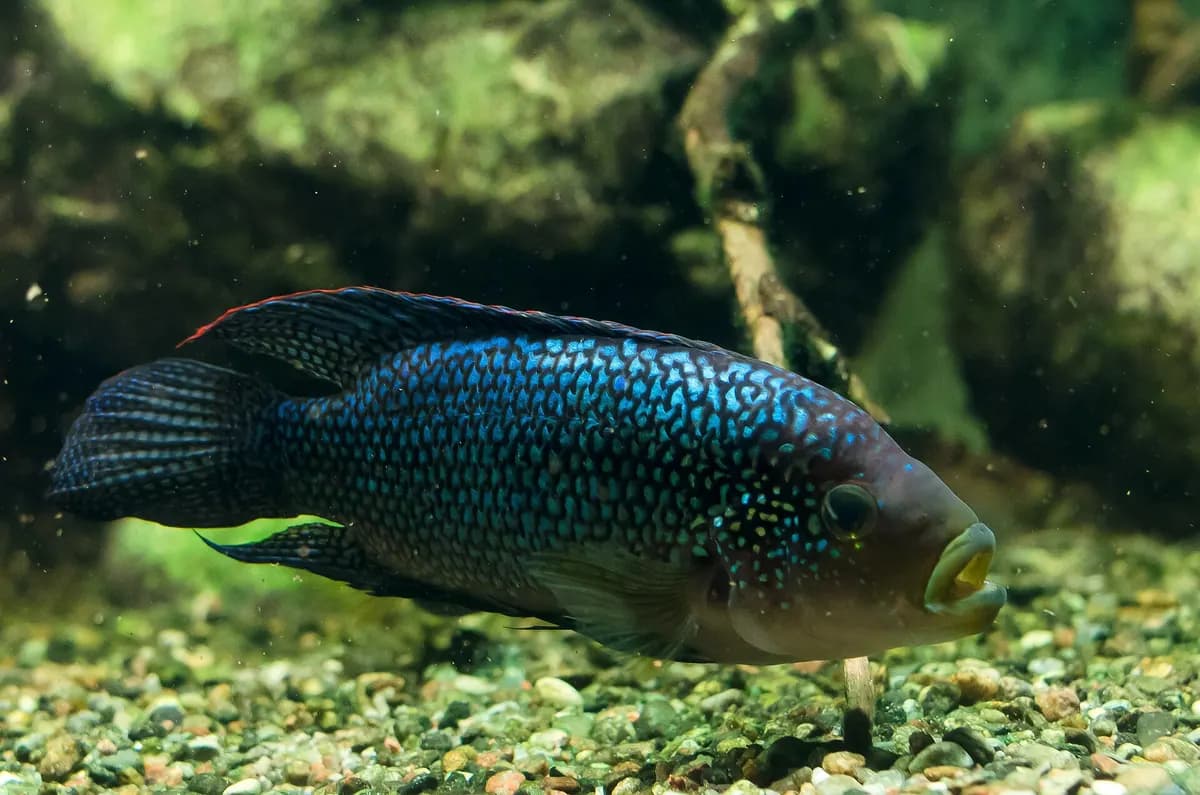 Jack Dempsey (Rocio octofasciata)