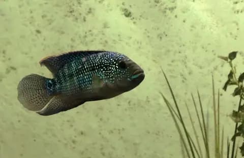 Jack Dempsey (Rocio octofasciata)