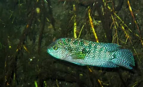 Jack Dempsey (Rocio octofasciata)
