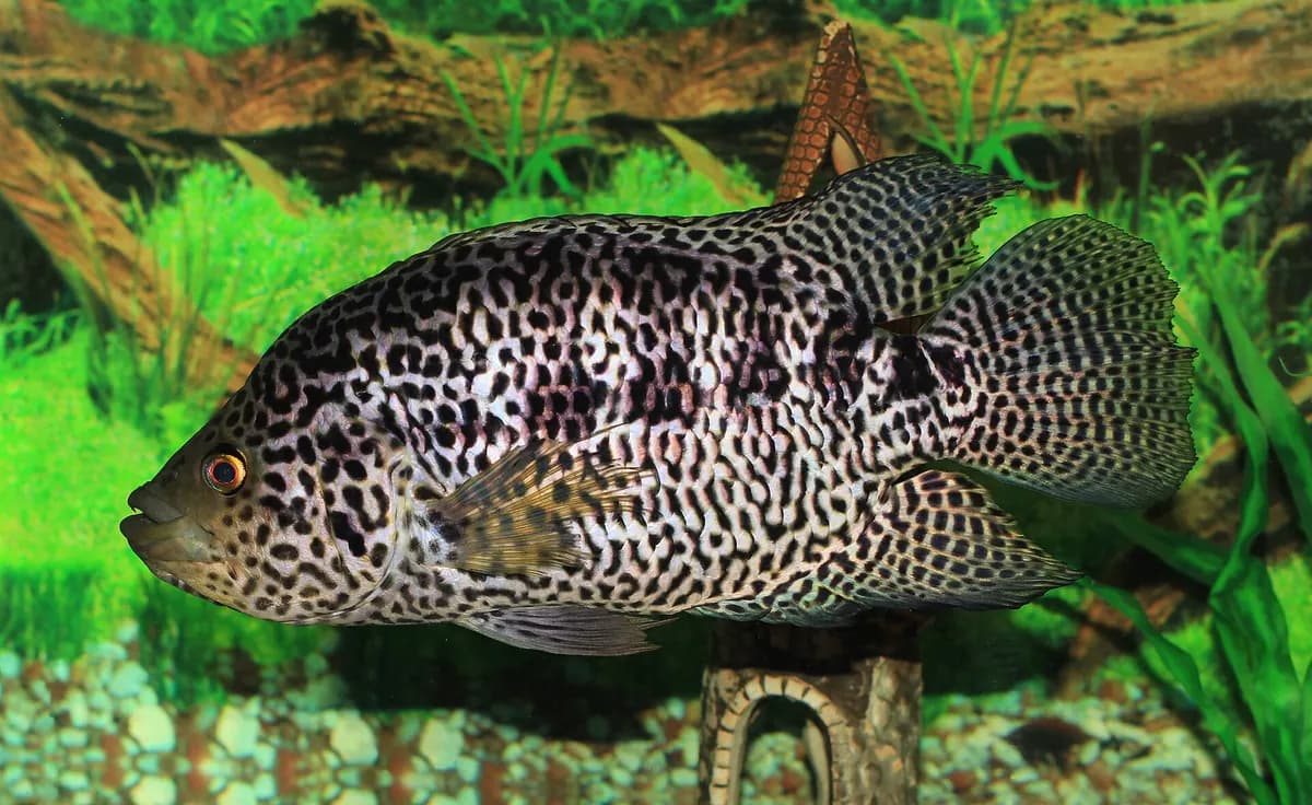 Jaguar ciklet (Parachromis managuensis)