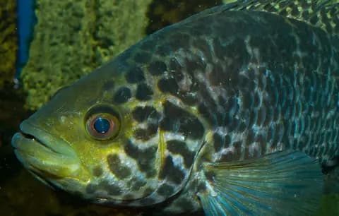 Jaguar ciklet (Parachromis managuensis)