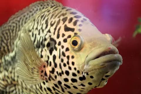 Jaguar ciklet (Parachromis managuensis)