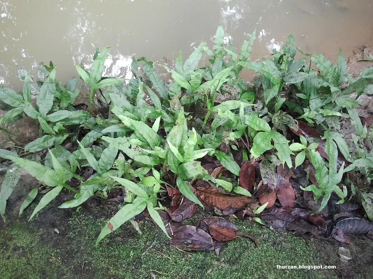Java eğreltisi (Microsorum pteropus)