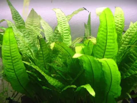 Java eğreltisi (Microsorum pteropus)
