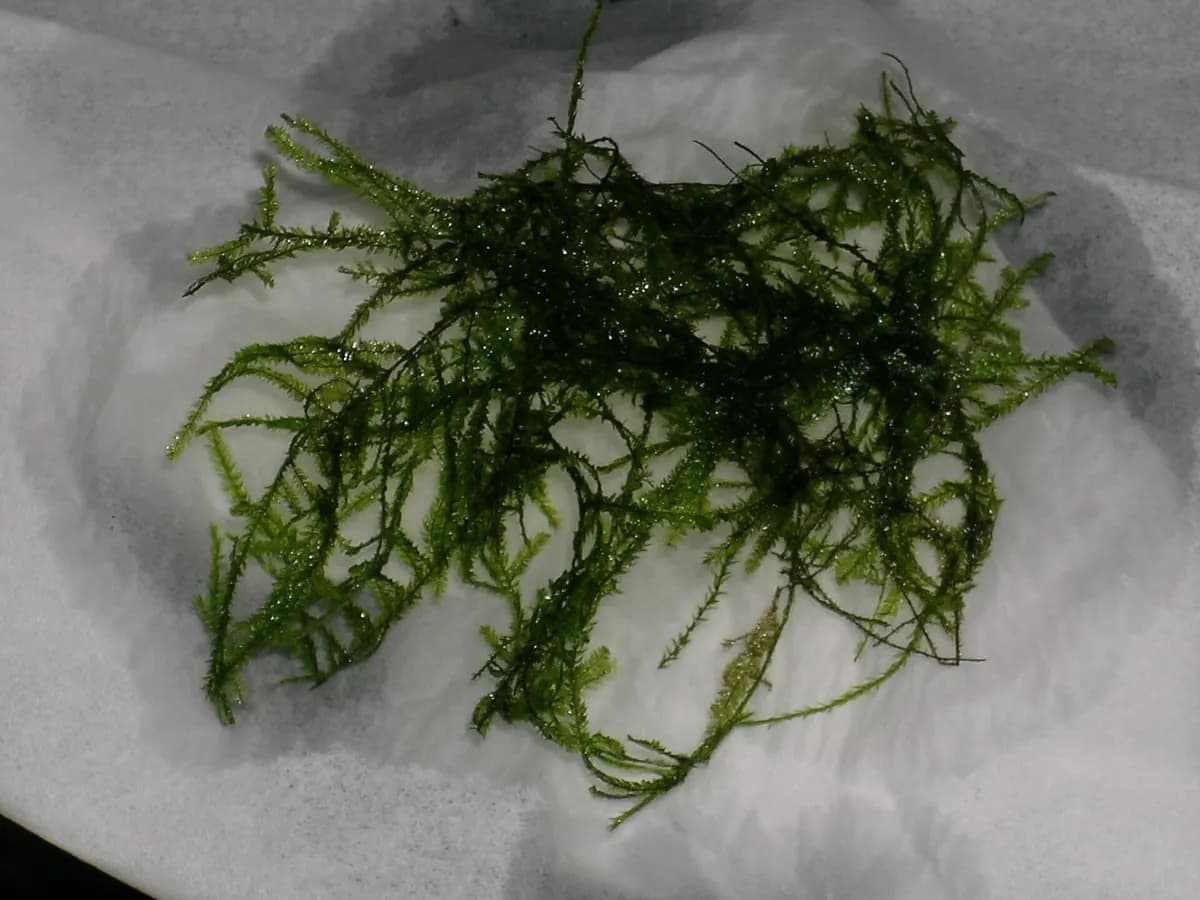 Java yosunu (Taxiphyllum barbieri)