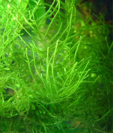 Java yosunu (Taxiphyllum barbieri)