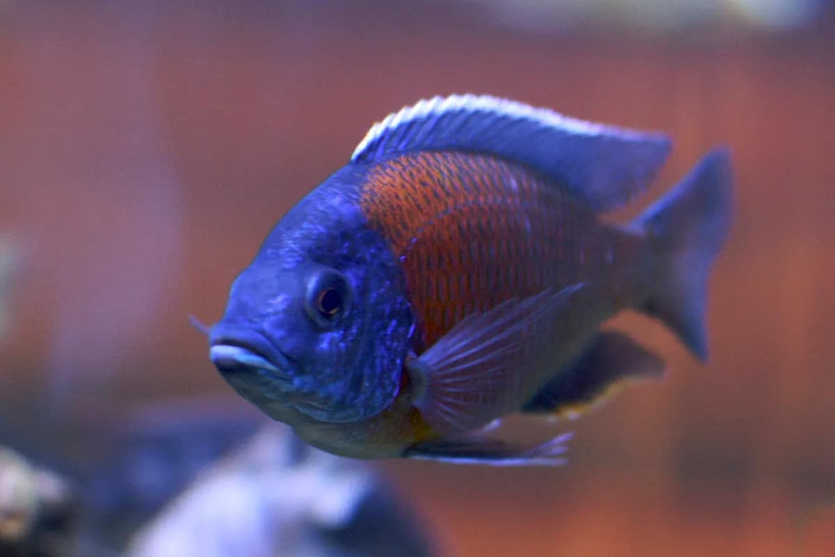 Kadango (Copadichromis borleyi) (Copadichromis borleyi)