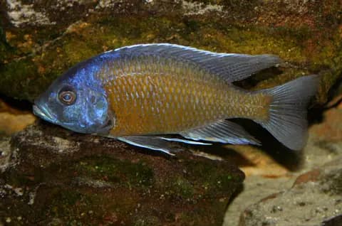 Kadango (Copadichromis borleyi) (Copadichromis borleyi)