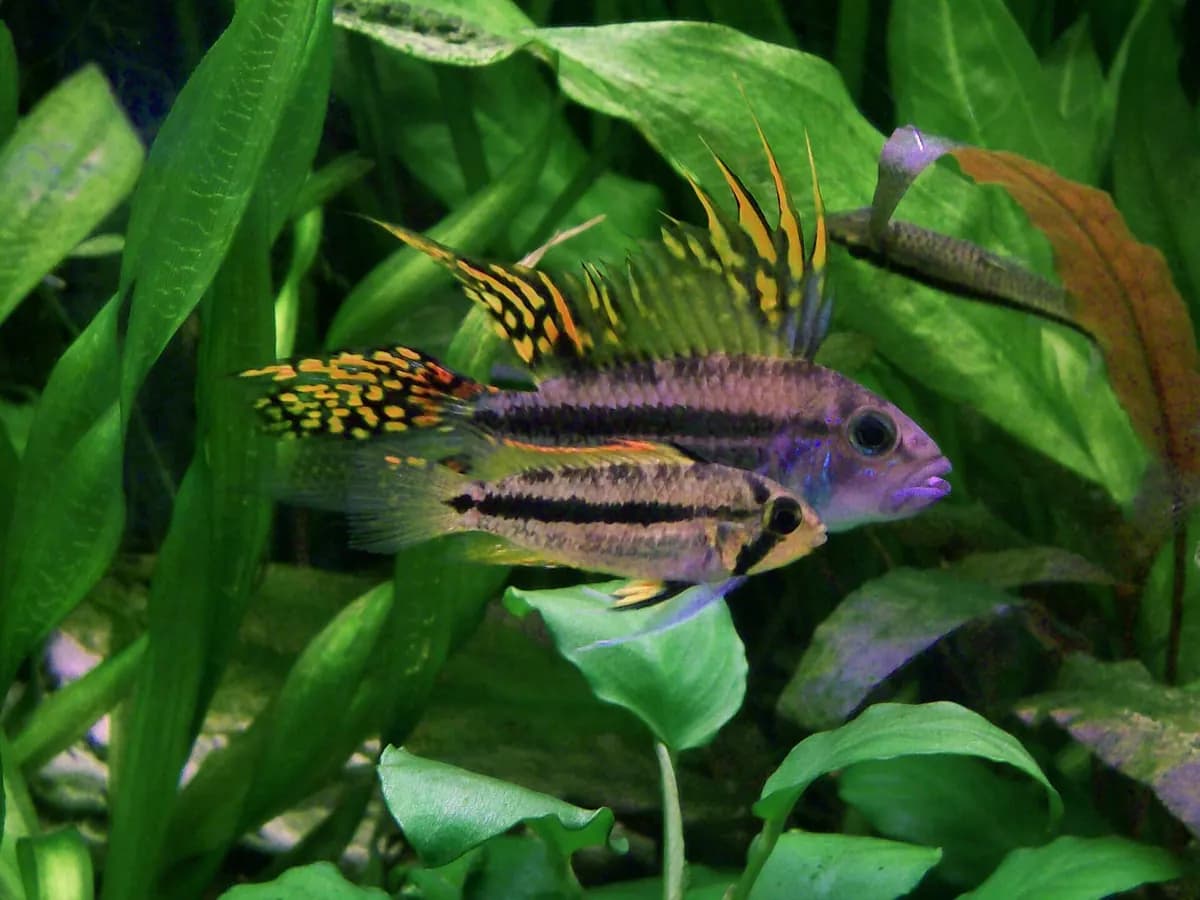 Kakadu apistogramma (Apistogramma cacatuoides)