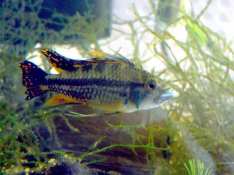 Kakadu apistogramma (Apistogramma cacatuoides)