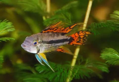 Kakadu apistogramma (Apistogramma cacatuoides)