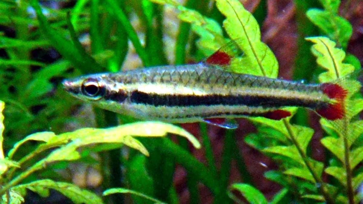Kalem balığı (Nannostomus beckfordi)