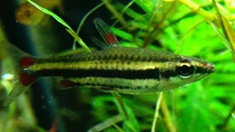 Kalem balığı (Nannostomus beckfordi)