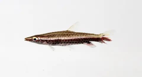 Kalem balığı (Nannostomus beckfordi)
