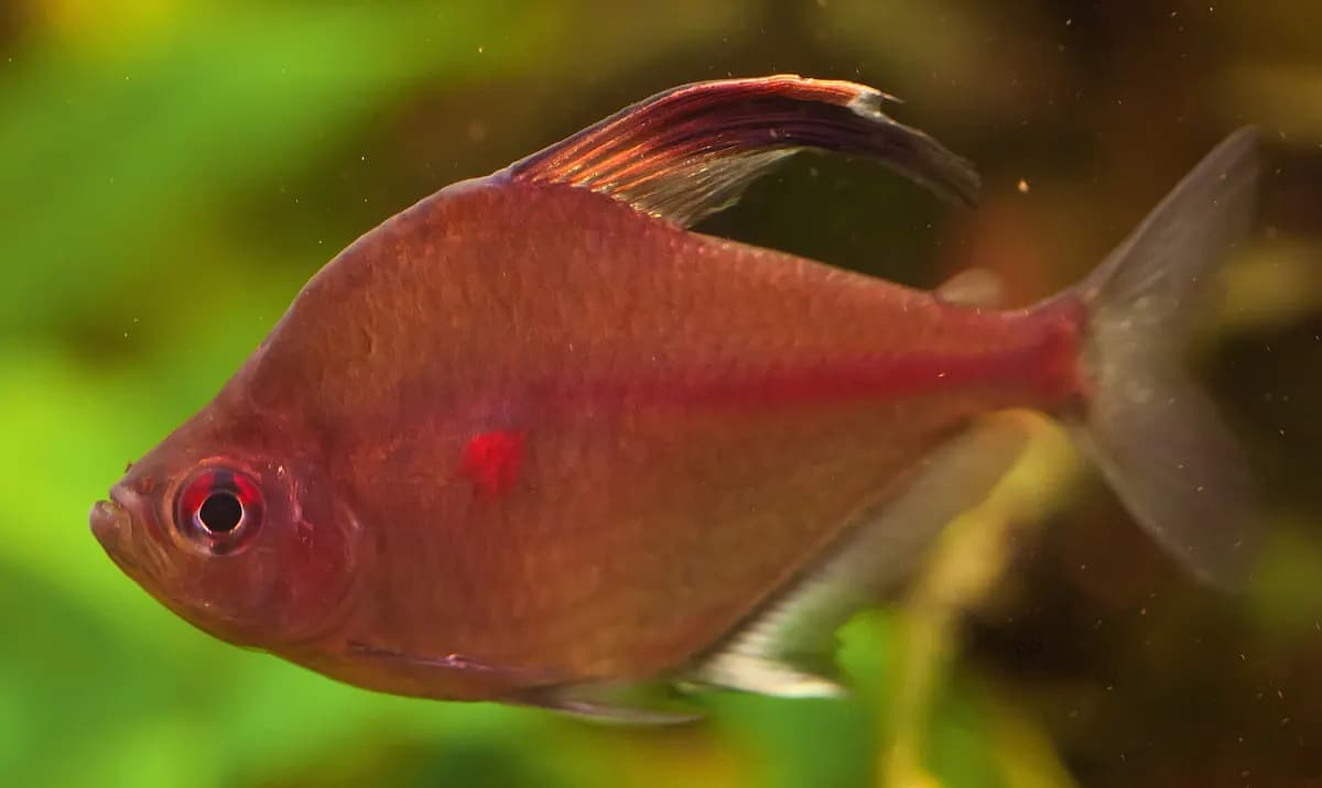 Kanayan kalp tetra (Hyphessobrycon erythrostigma)
