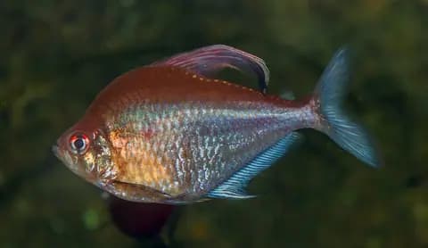 Kanayan kalp tetra (Hyphessobrycon erythrostigma)