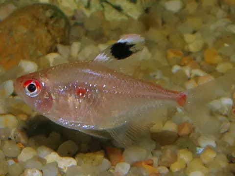 Kanayan kalp tetra (Hyphessobrycon erythrostigma)