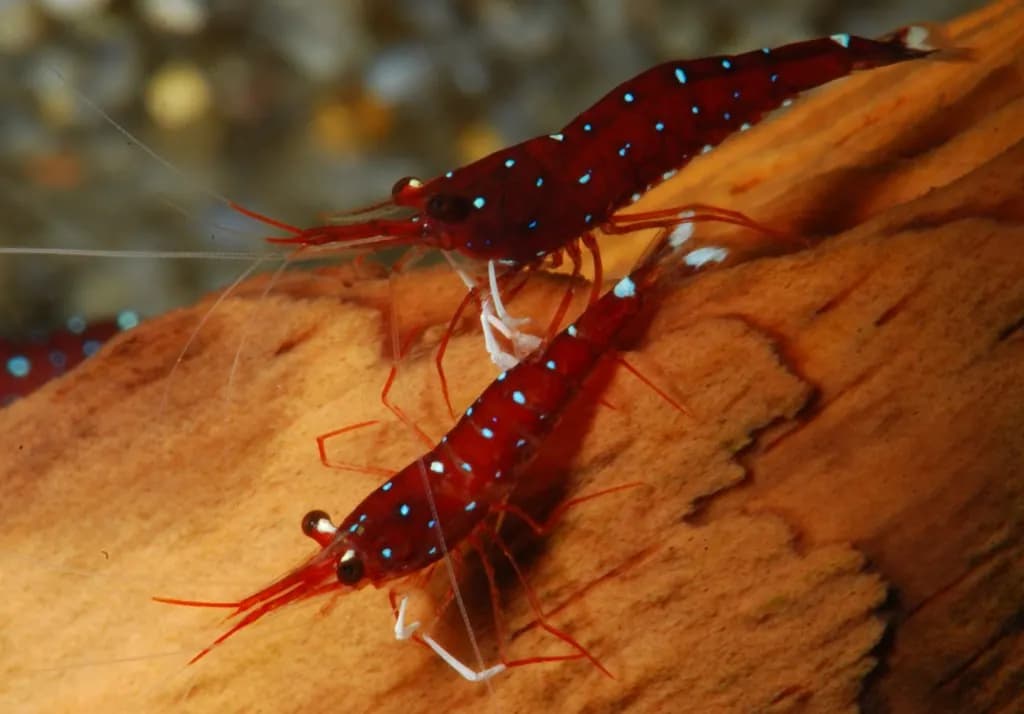 Kardinal karides (Sulawesi) (Caridina dennerli)