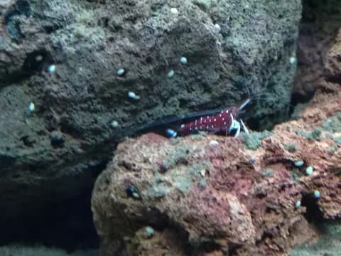 Kardinal karides (Sulawesi) (Caridina dennerli)