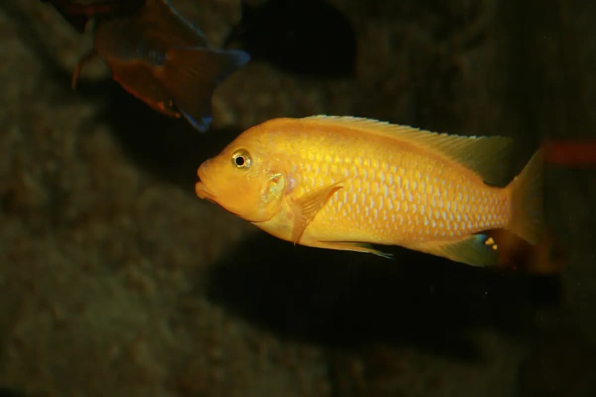 Kenyi (Maylandia lombardoi)