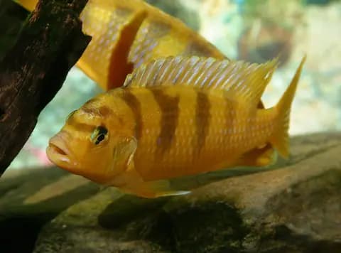 Kenyi (Maylandia lombardoi)