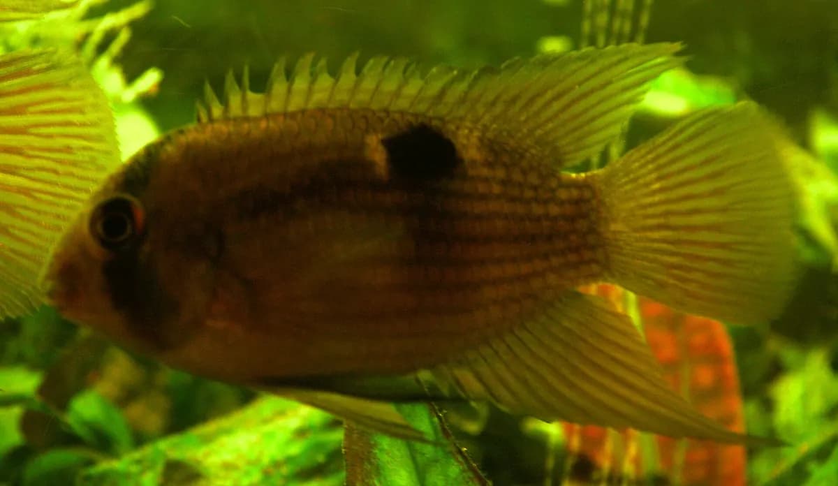 Keyhole ciklet (Cleithracara maronii)