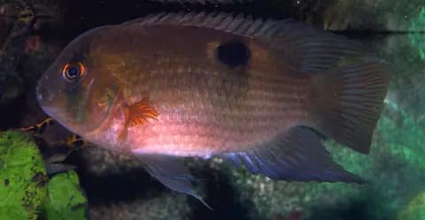 Keyhole ciklet (Cleithracara maronii)