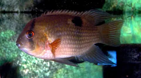 Keyhole ciklet (Cleithracara maronii)