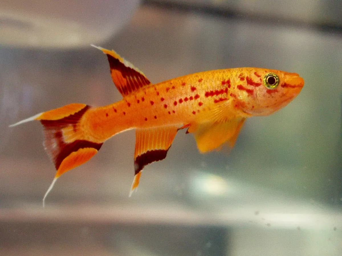 Killi (Aphyosemion) (Aphyosemion australe)