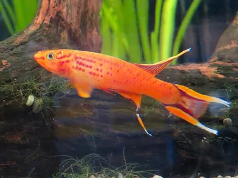 Killi (Aphyosemion) (Aphyosemion australe)