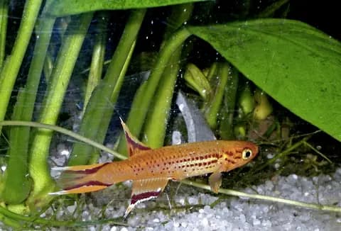 Killi (Aphyosemion) (Aphyosemion australe)