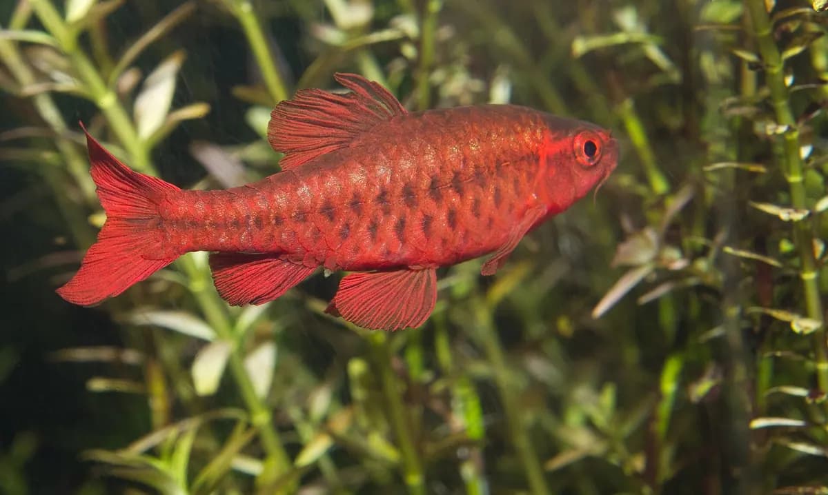 Kiraz barbus (Puntius titteya)