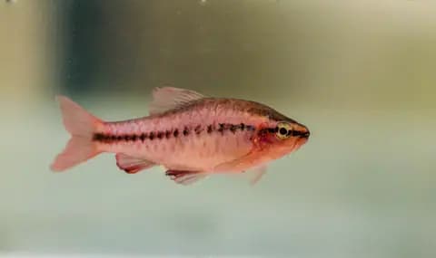 Kiraz barbus (Puntius titteya)