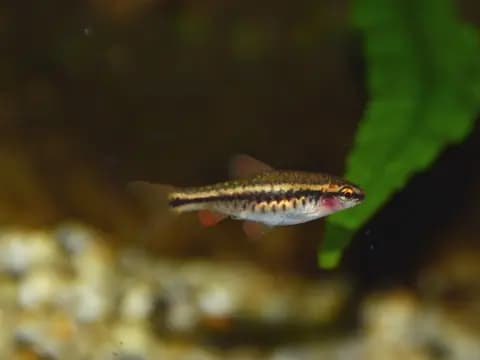 Kiraz barbus (Puntius titteya)
