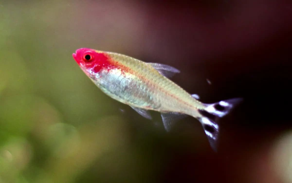 Kırmızı burunlu tetra (Hemigrammus bleheri)