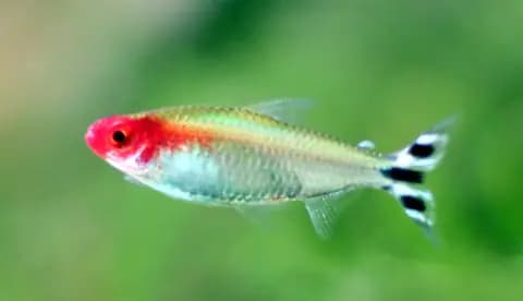 Kırmızı burunlu tetra (Hemigrammus bleheri)